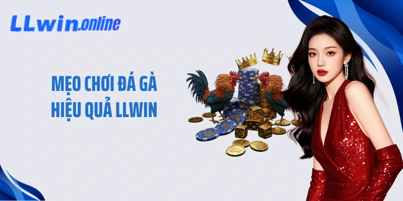Mẹo Chơi Đá Gà Hiệu Quả LLWIN - Bí Kíp Bất Bại Từ Cao Thủ